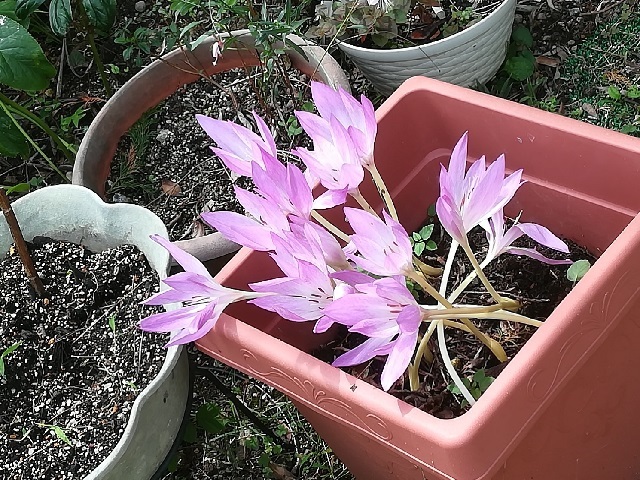 きれいな花を咲かせているコルチカムというピンクの花
