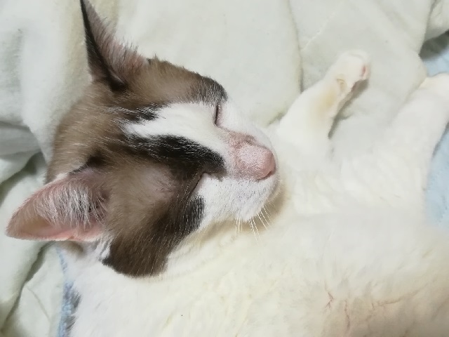 眠っている白い猫の写真