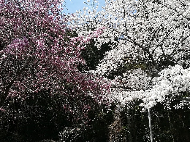 薄ピンクの桜と少し濃い桜