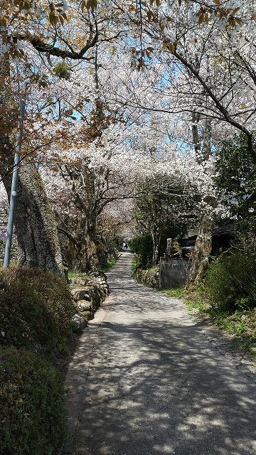 三多気の桜並木道